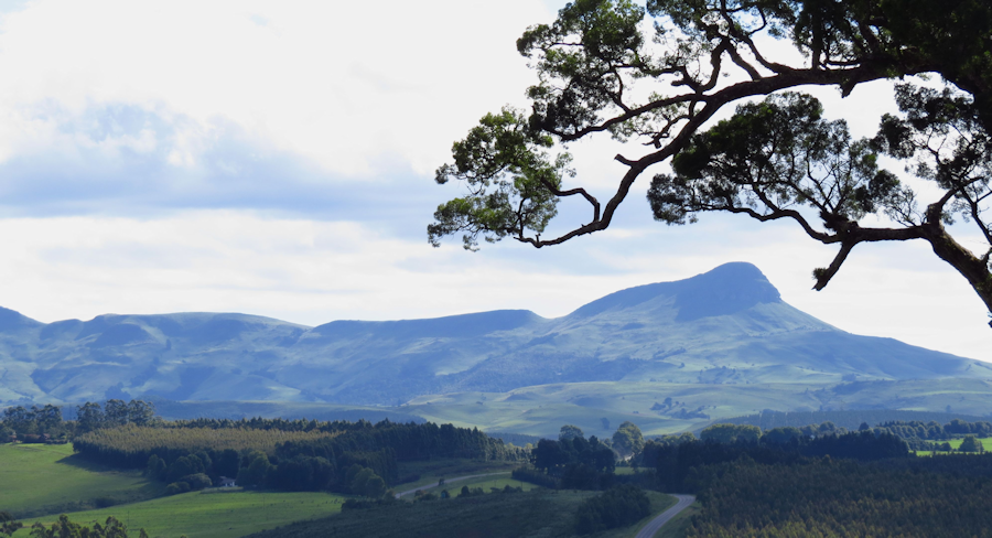 Inhlosane with Yellow wood in foreground